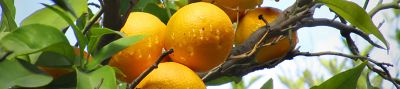 Arbol de naranjas